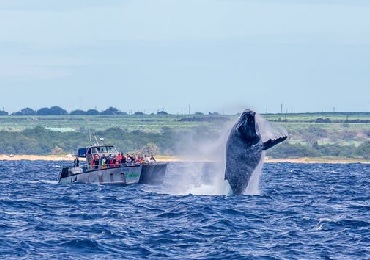 Product Ultimate Whale Watch