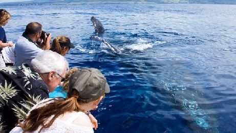 Product Whale Watch Lahaina