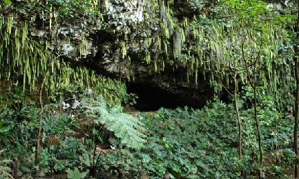 Product Kauai Wailua River Cruise &amp; Fern Grotto