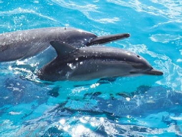 Product Dolphin Star - Dolphin Watch