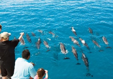 Product Dolphin Star - Dolphin Watch