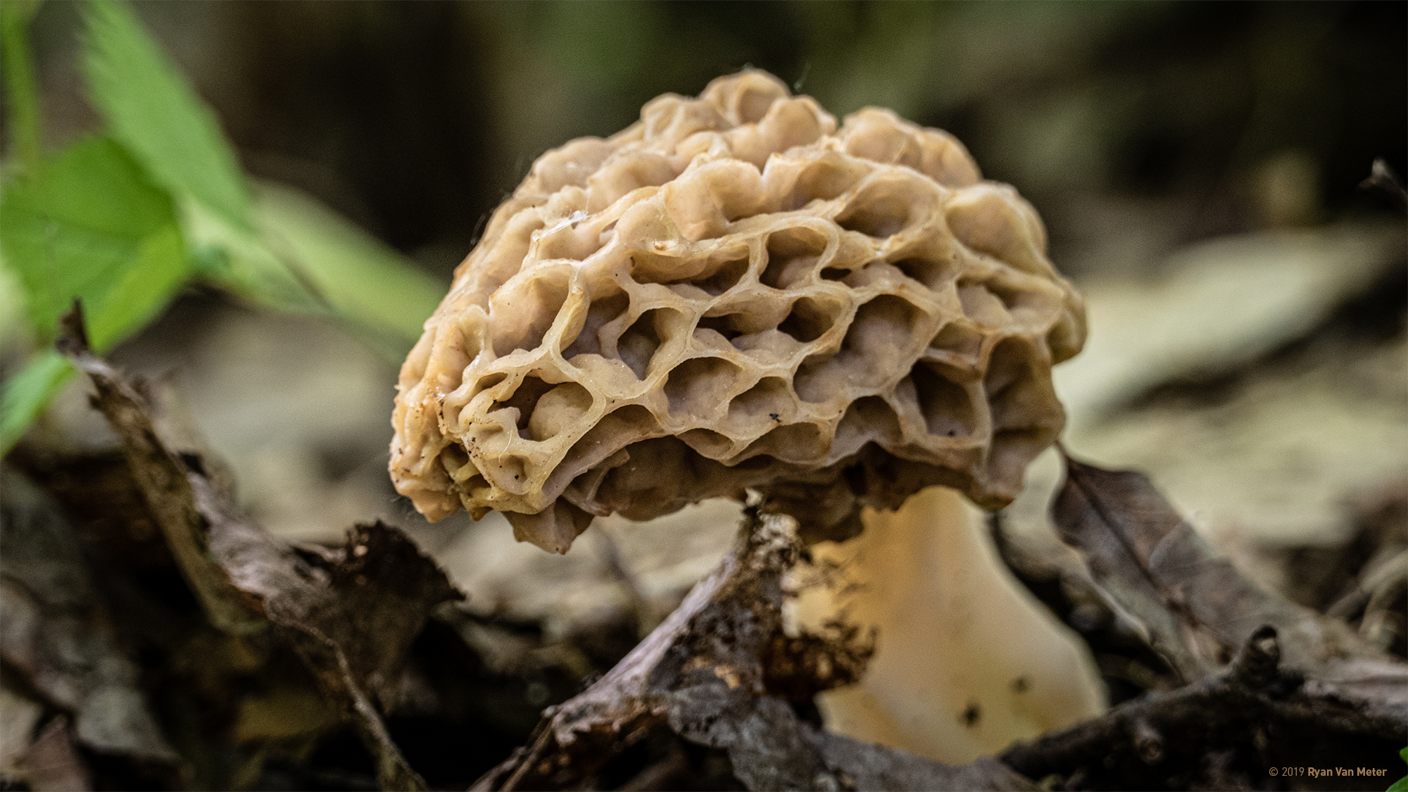 Cooking with White Morels Pawlet, Vermont Photographs by Ryan Van Meter