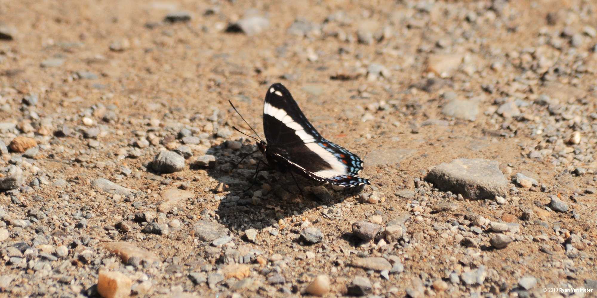White Admiral Butterfly Pawlet, Vermont Photographs by Ryan Van Meter