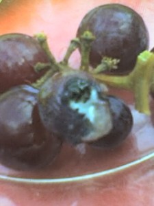 Nasty Grapes