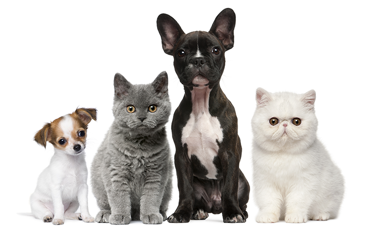 Why Pet Planet