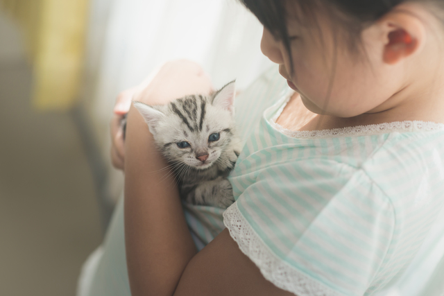 asian girl playing with american shorthair cat