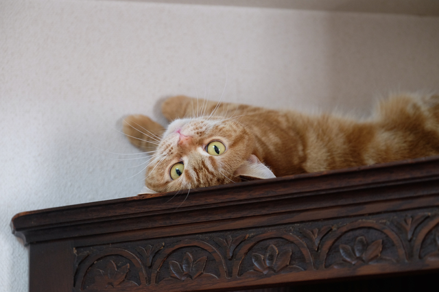猫の落ち着く場所
