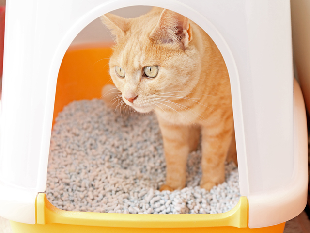 猫の落ち着く場所