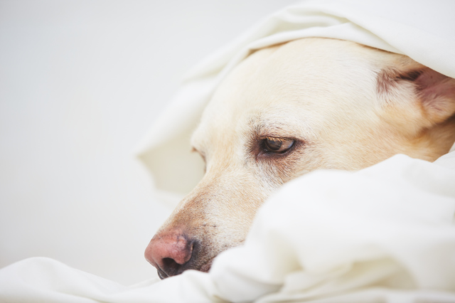 犬　猫　地震