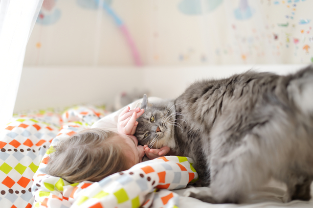 猫に好かれる方法