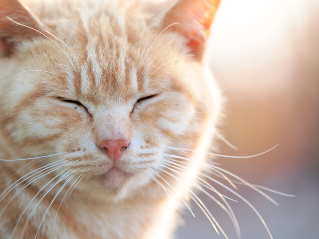 猫　春