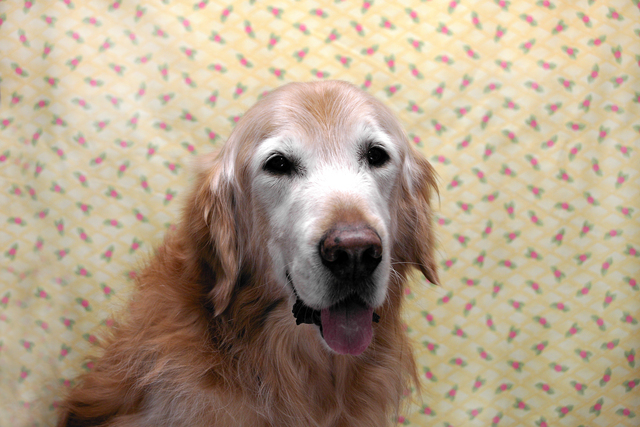 犬　認知症