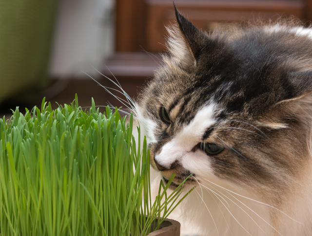 猫草