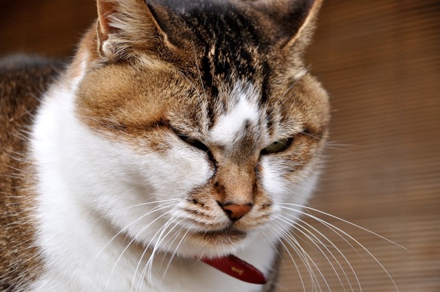 病院を嫌がる猫