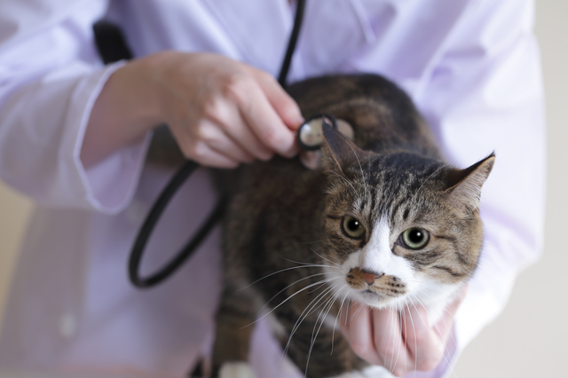 病院嫌いの猫