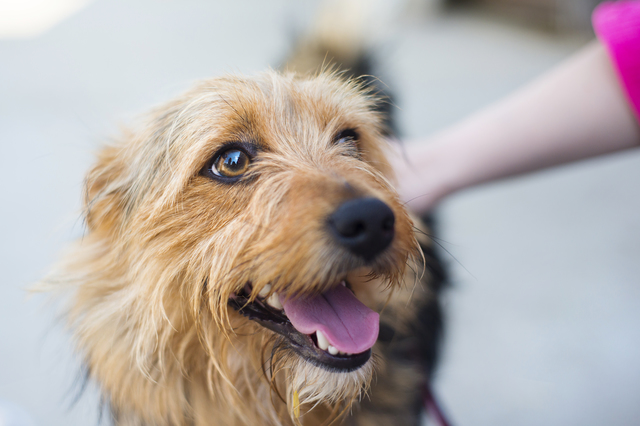 犬の吠え癖　しつけ