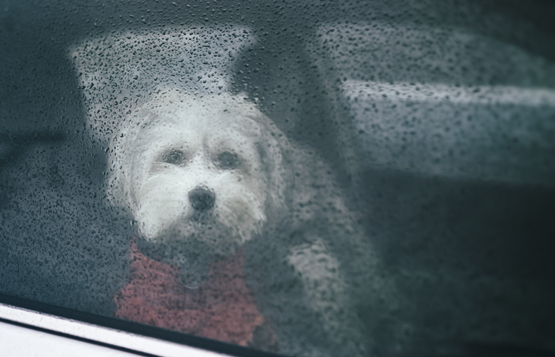 雷　犬