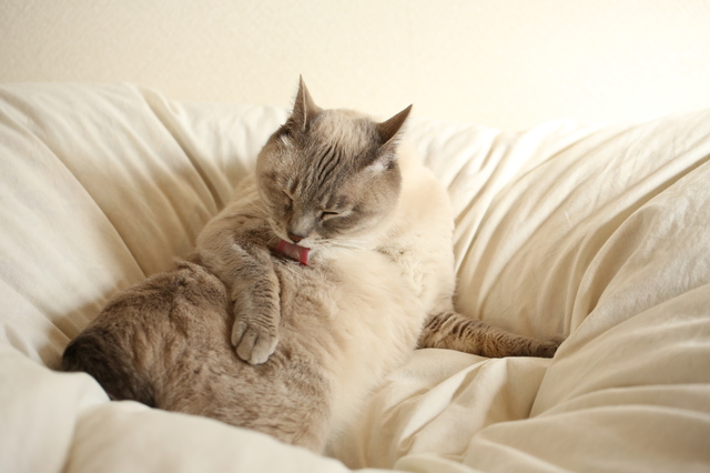 猫　布団　粗相