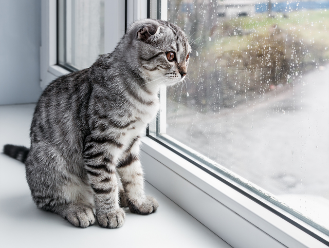 梅雨　猫　