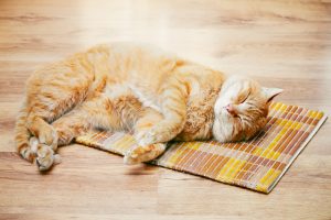 Red Tabby Cat Male Kitten Sleeping In His Bed On Laminate Floor