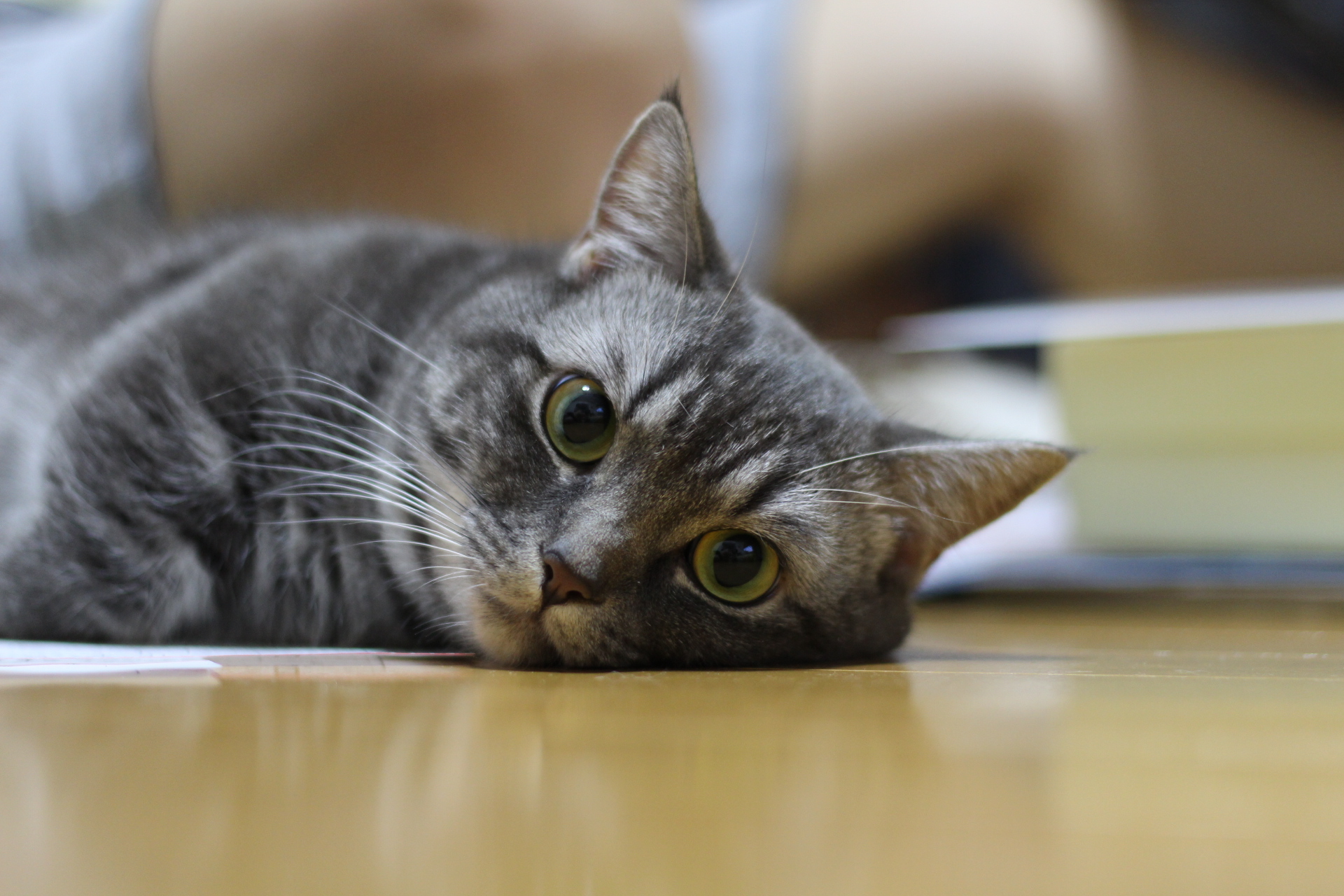 猫が好きな場所はどこ？居心地の良い場所3箇所！ ペットの医学