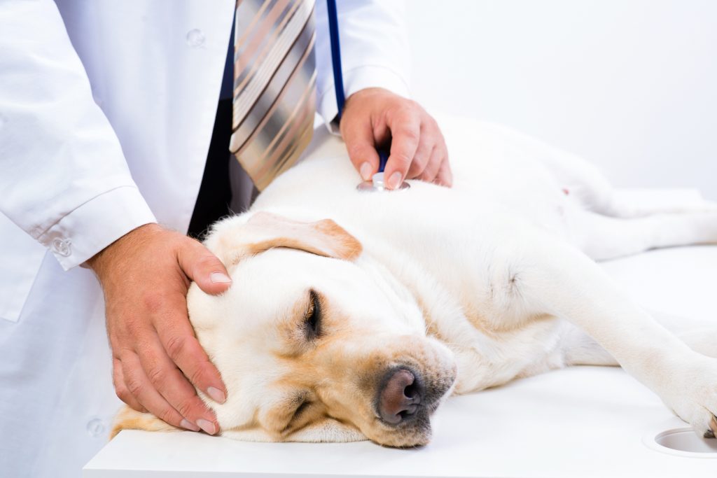 vet checks the health of a dog