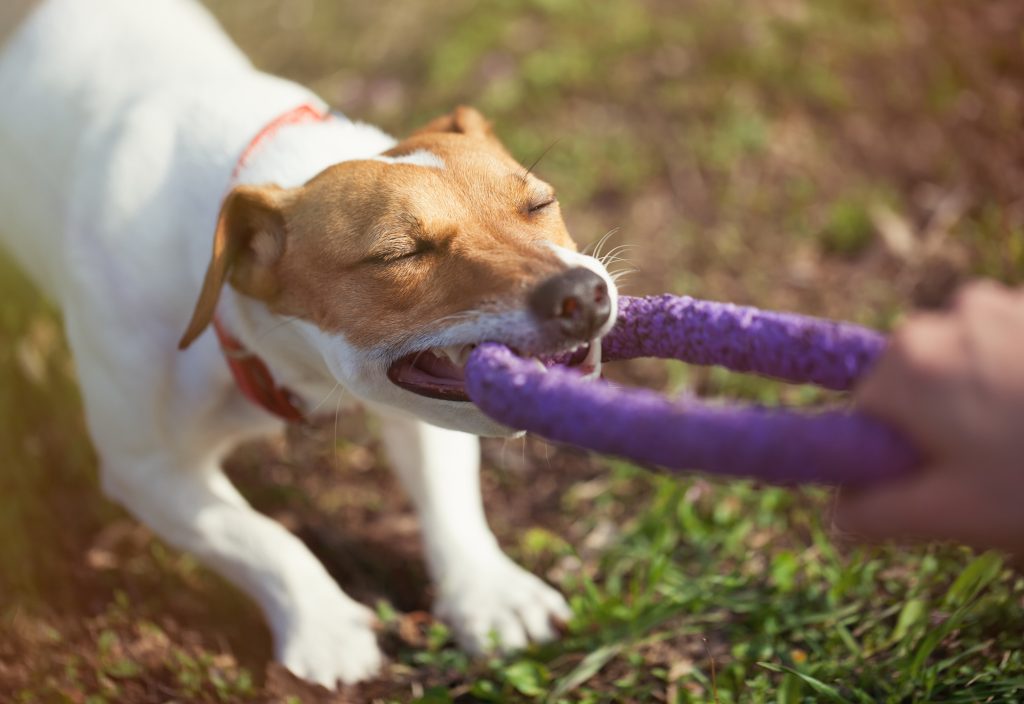 Jack Russell terrier dog playing with puller toy