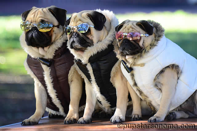 doggles-sunglasses-pug