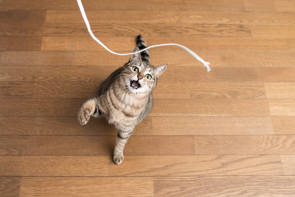 ねこ