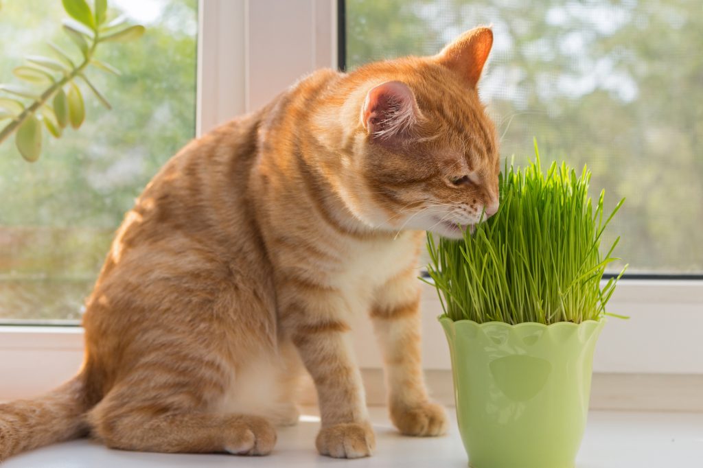 Cat and vase of fresh catnip