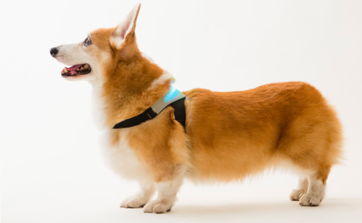 inu