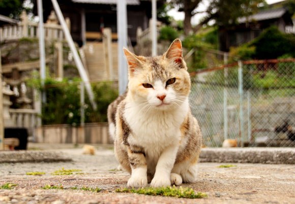 aoshima-18