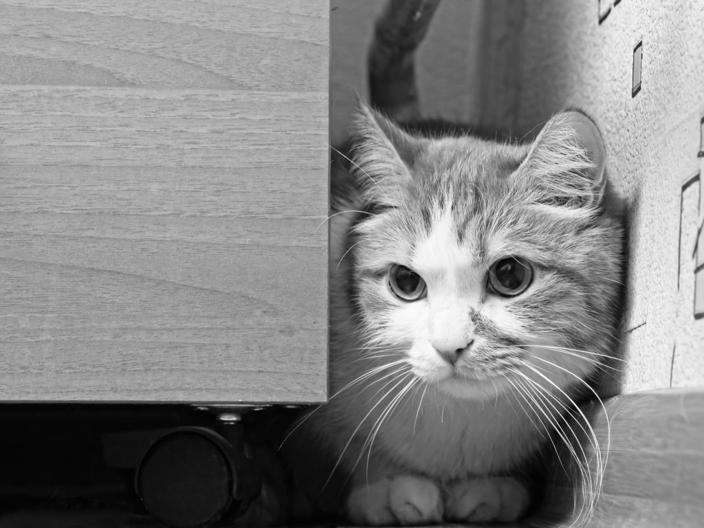 Sad cat