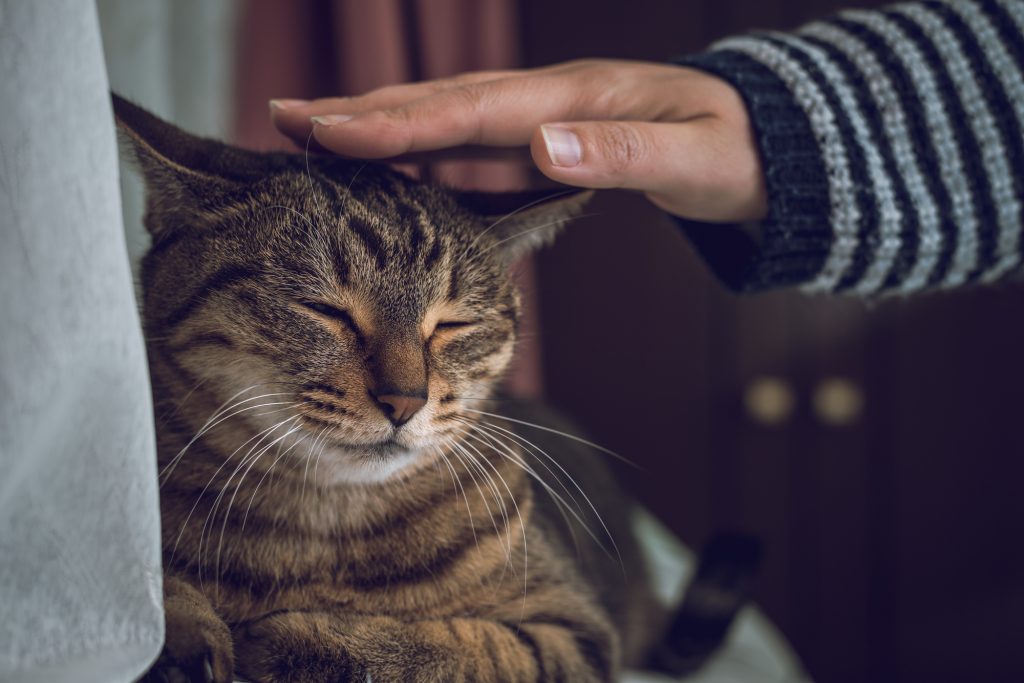 猫
