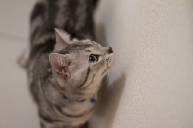 pixta_1828889_S