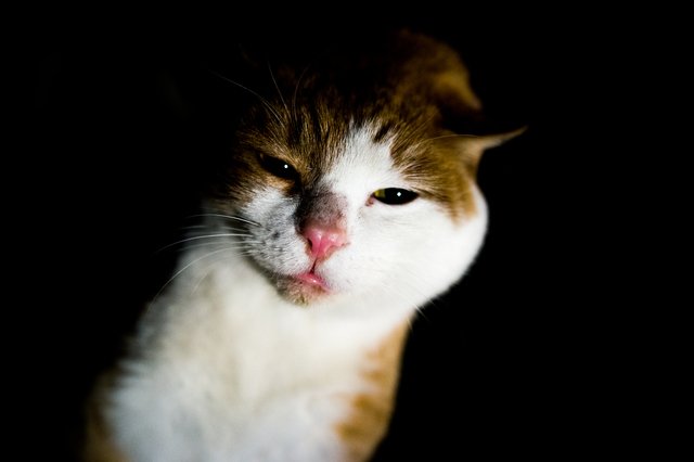 pixta_13586917_S