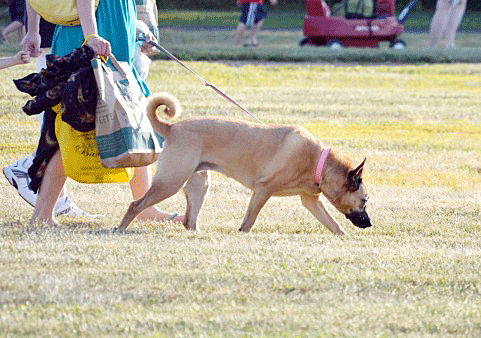 policedogss
