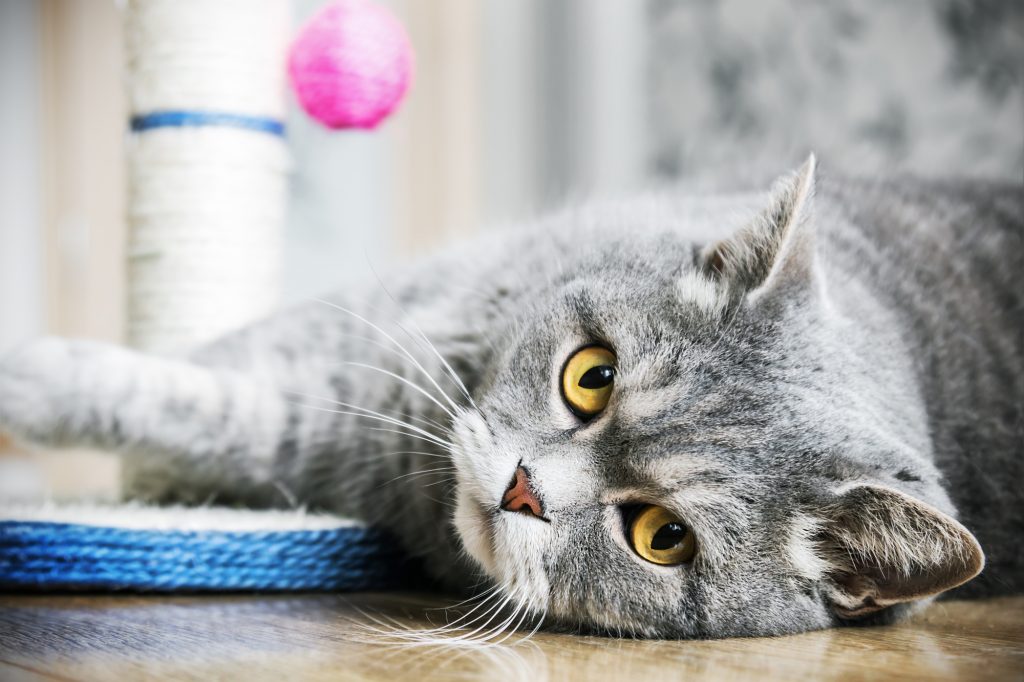 British cat is sleeping on the floor