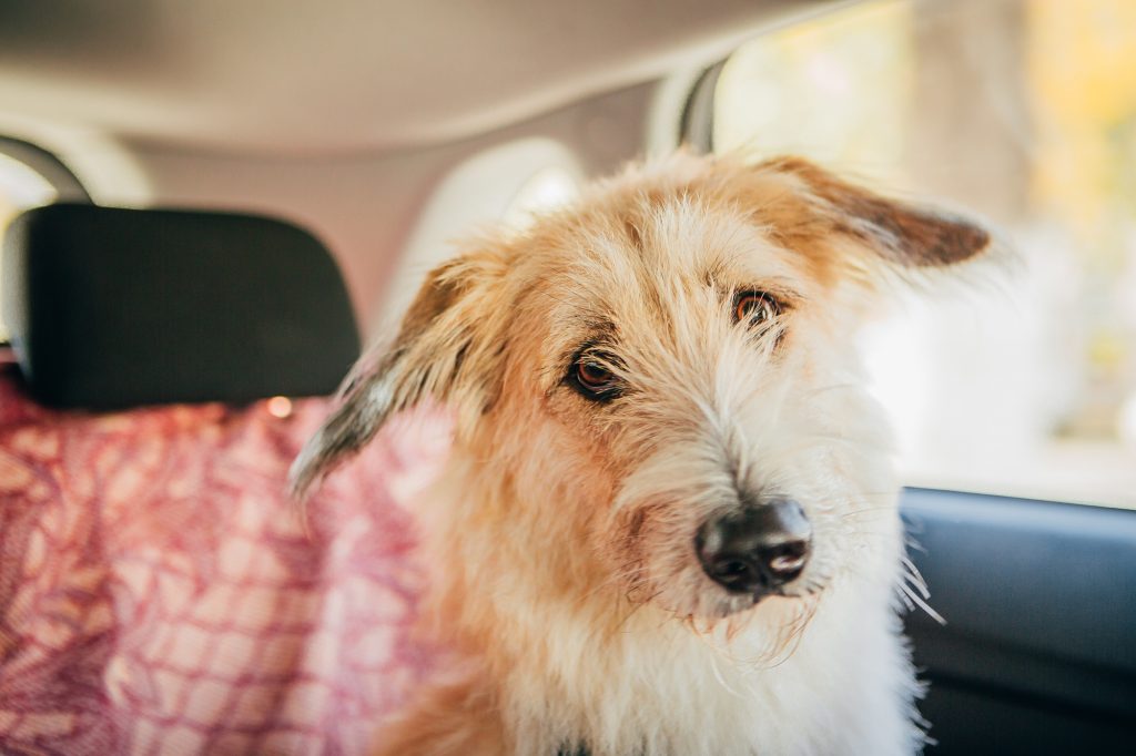 Dog travel by car looking out of the window