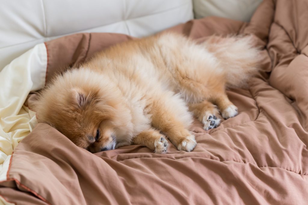 cute pet in house, pomeranian dog sleeping on the bed at home