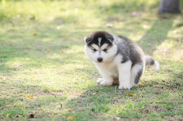 Cute siberian husky puppy pooping on green grass