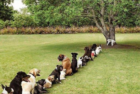 pet_toilet