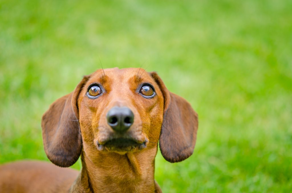 Portrait of dachshund dog at park