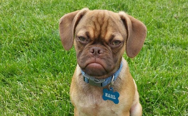 Earl-The-Grumpy-Puppy-1