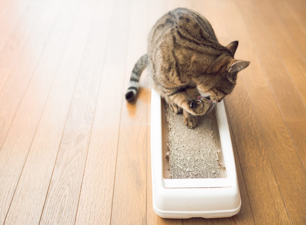 ねこ