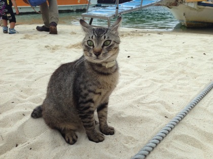 kabira_cat_0837