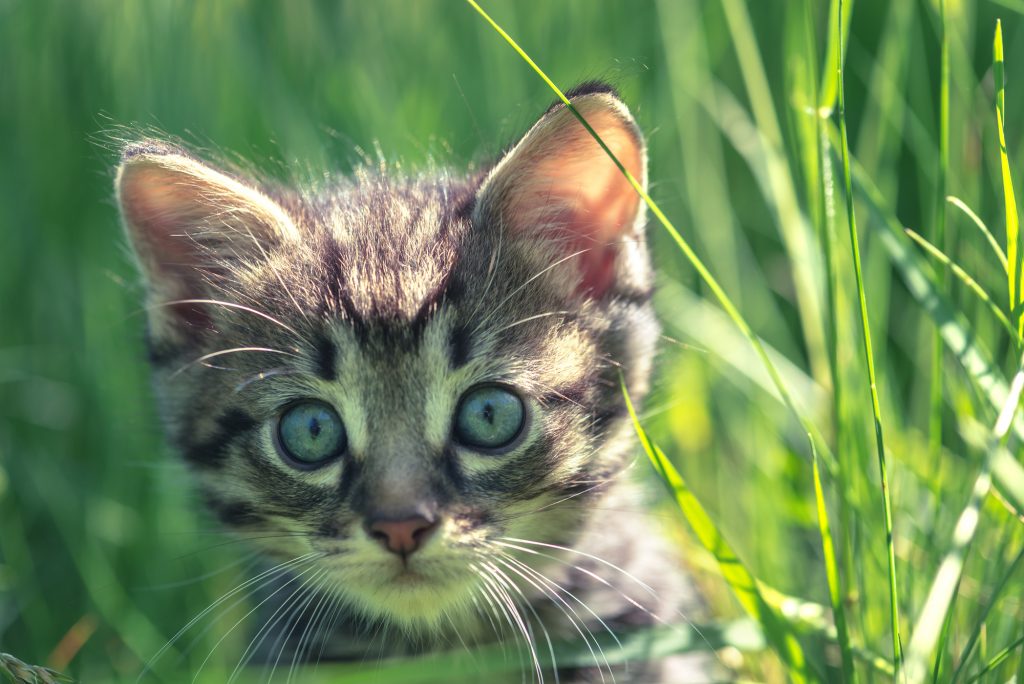 kitten