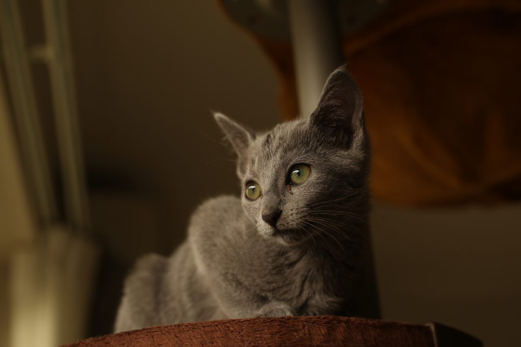 pixta_18835635_M