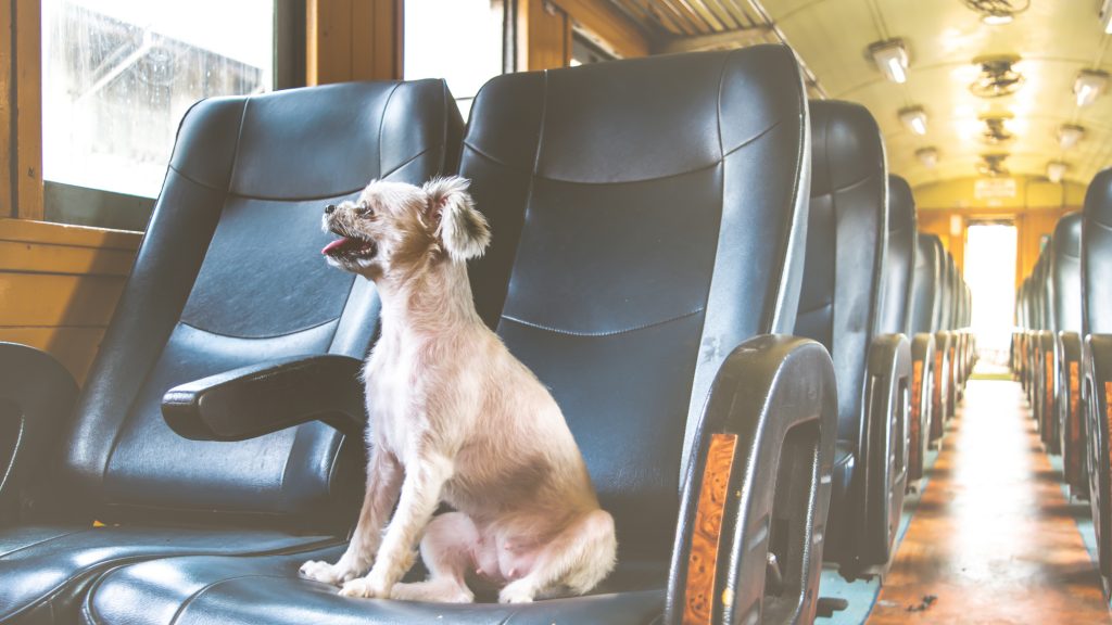 Dog on train vintage style