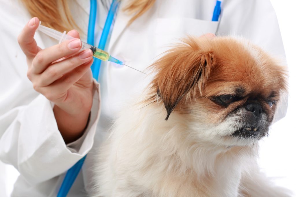 Dog Healthcare: vaccination.